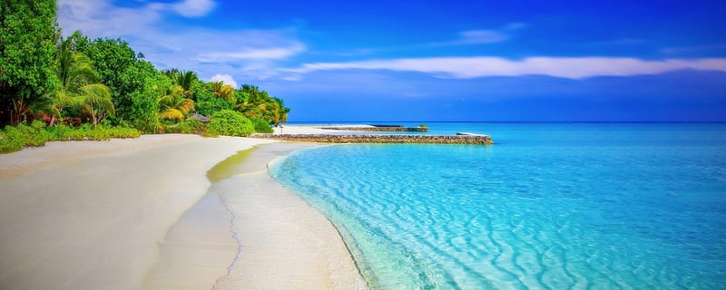 Maldives Palm Trees